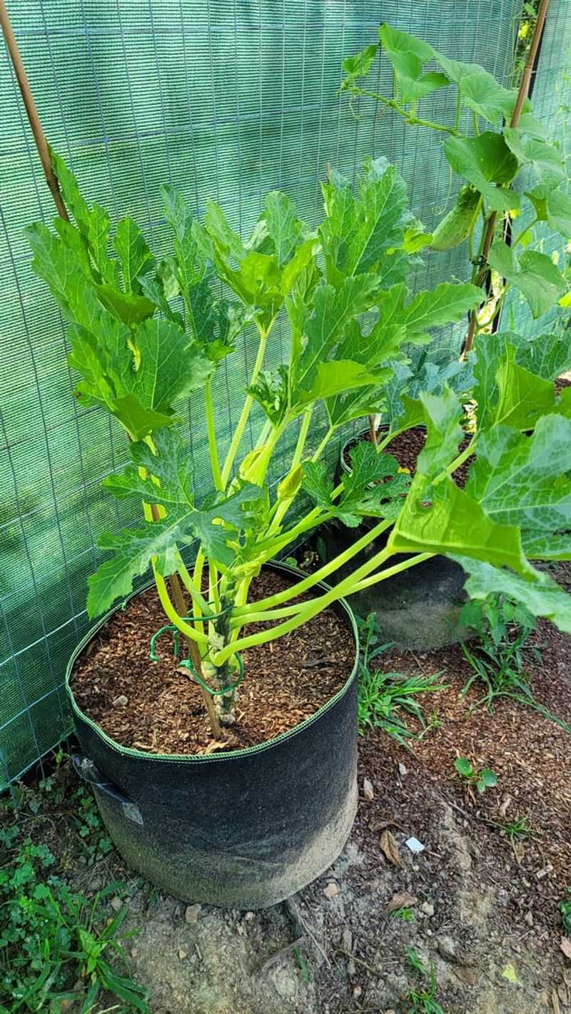 Pruning For Productivity