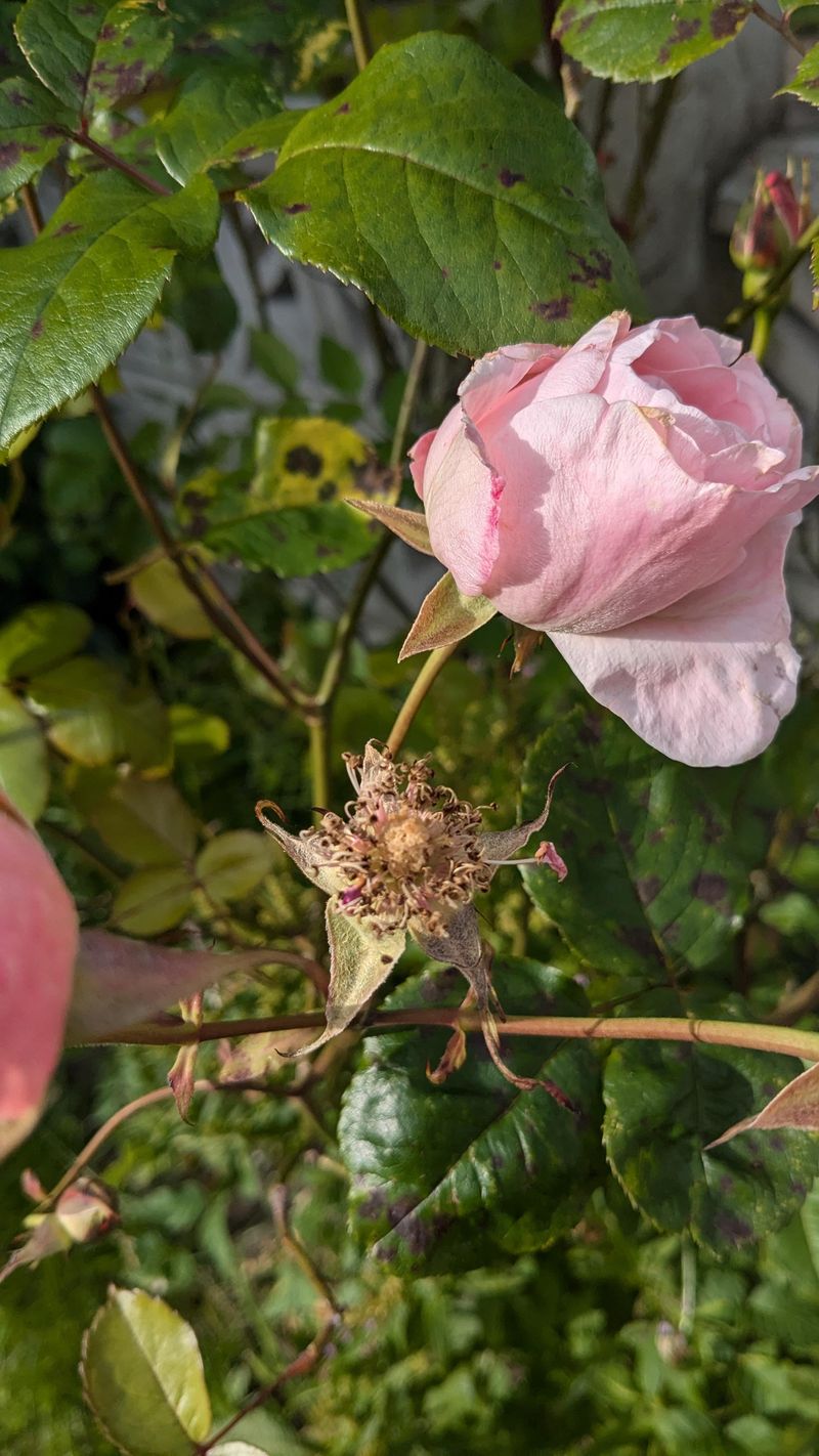 Deadhead Spent Blooms Promptly