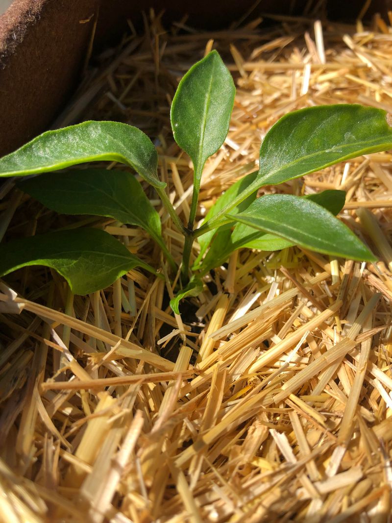 Mulch Thoroughly