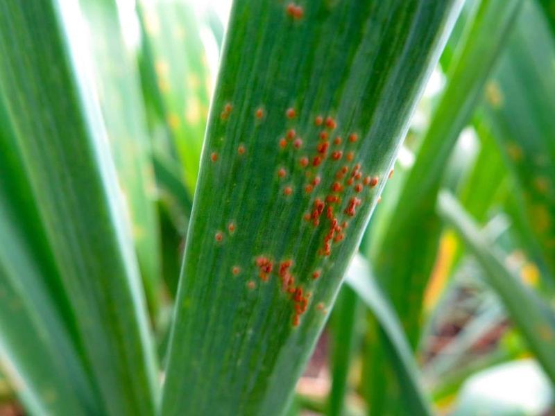 Tackle Fungal Diseases Promptly