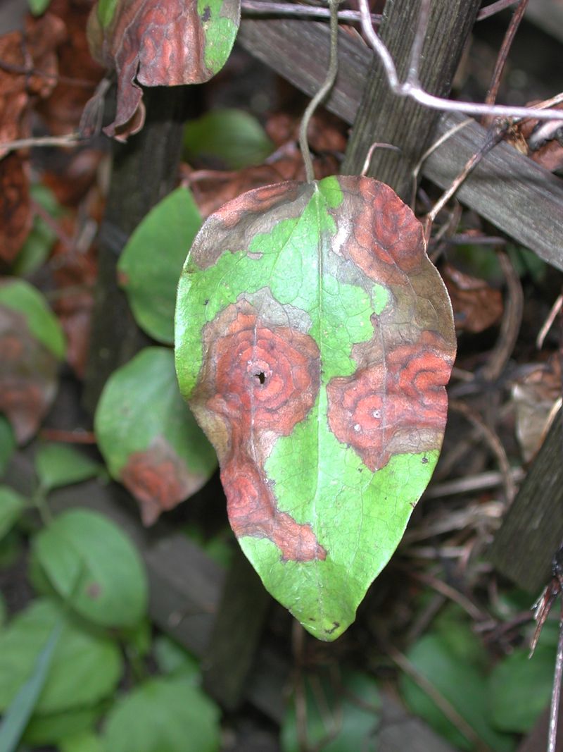 Protect From Clematis Leaf Spot