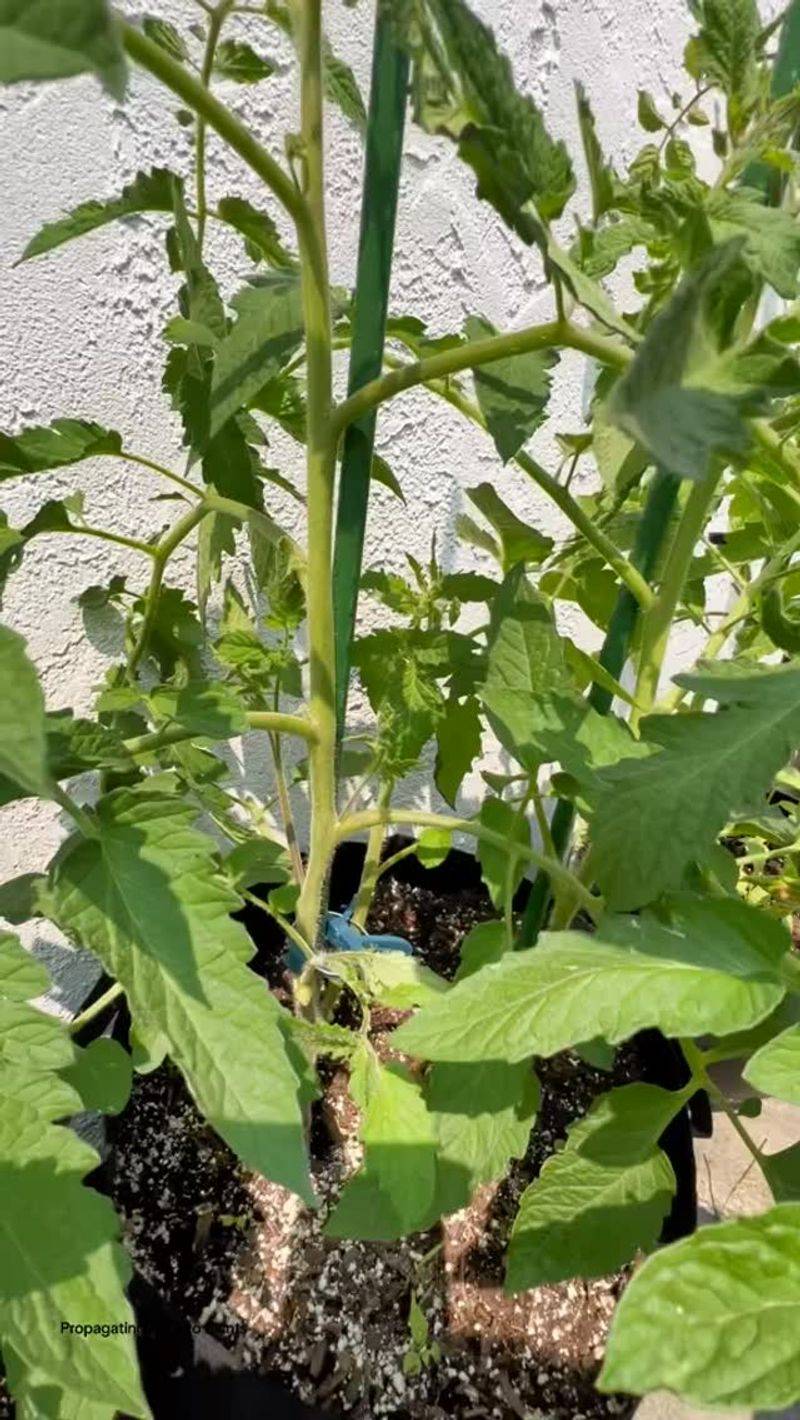 Prune Tomato Suckers