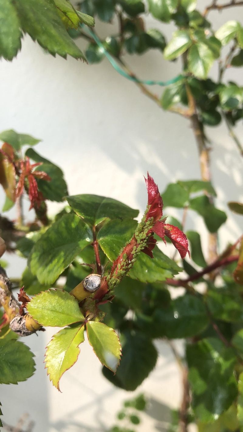 Spray Neem Oil Preventatively