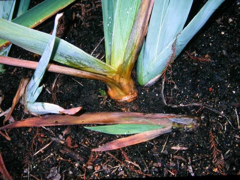 Prevent Rhizome Rot