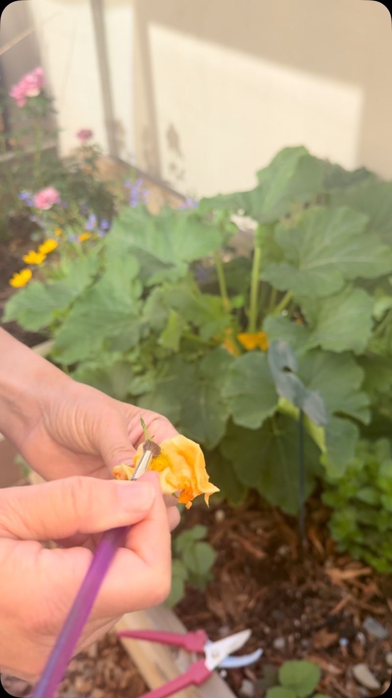 Hand Pollinate for Better Yields
