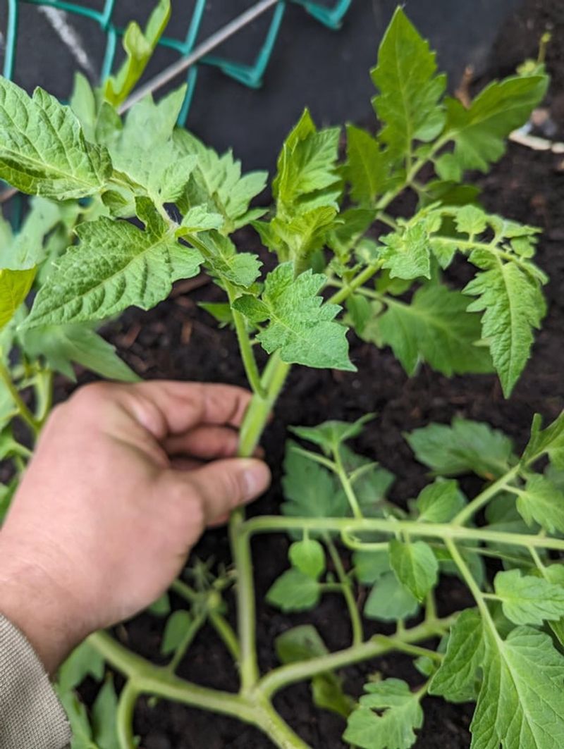 Practice Strategic Pruning