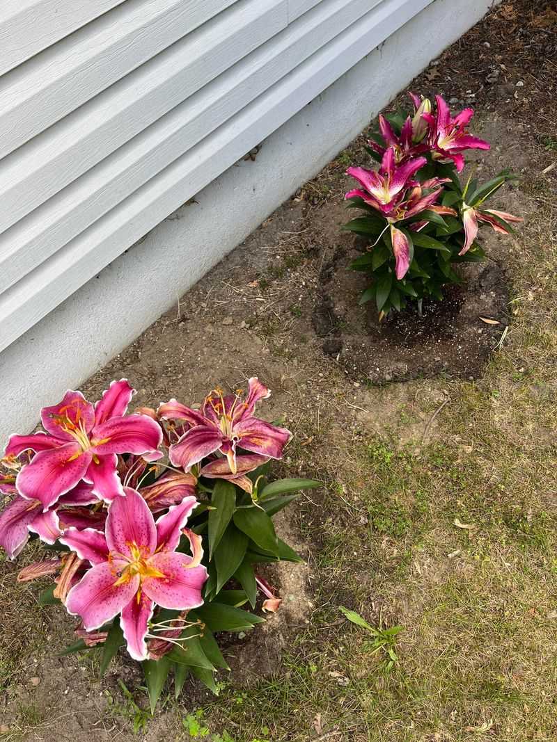 Mulch to Retain Moisture and Control Temperature