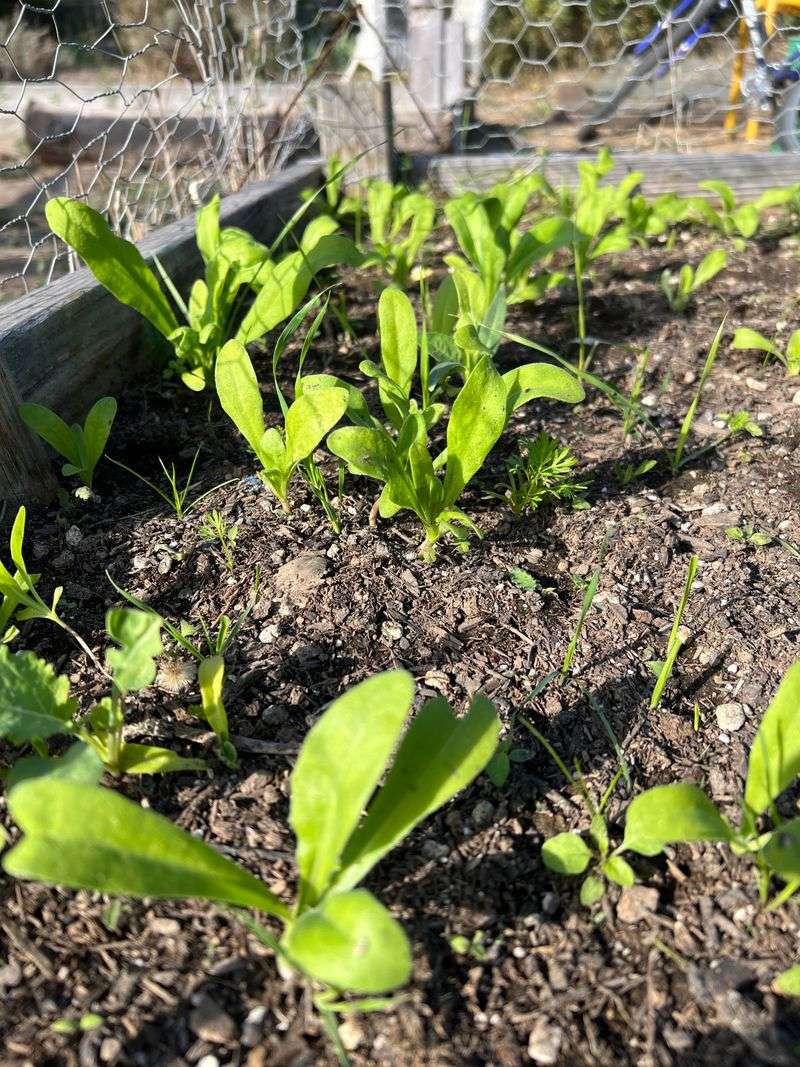 Control Weeds Without Disturbing Roots
