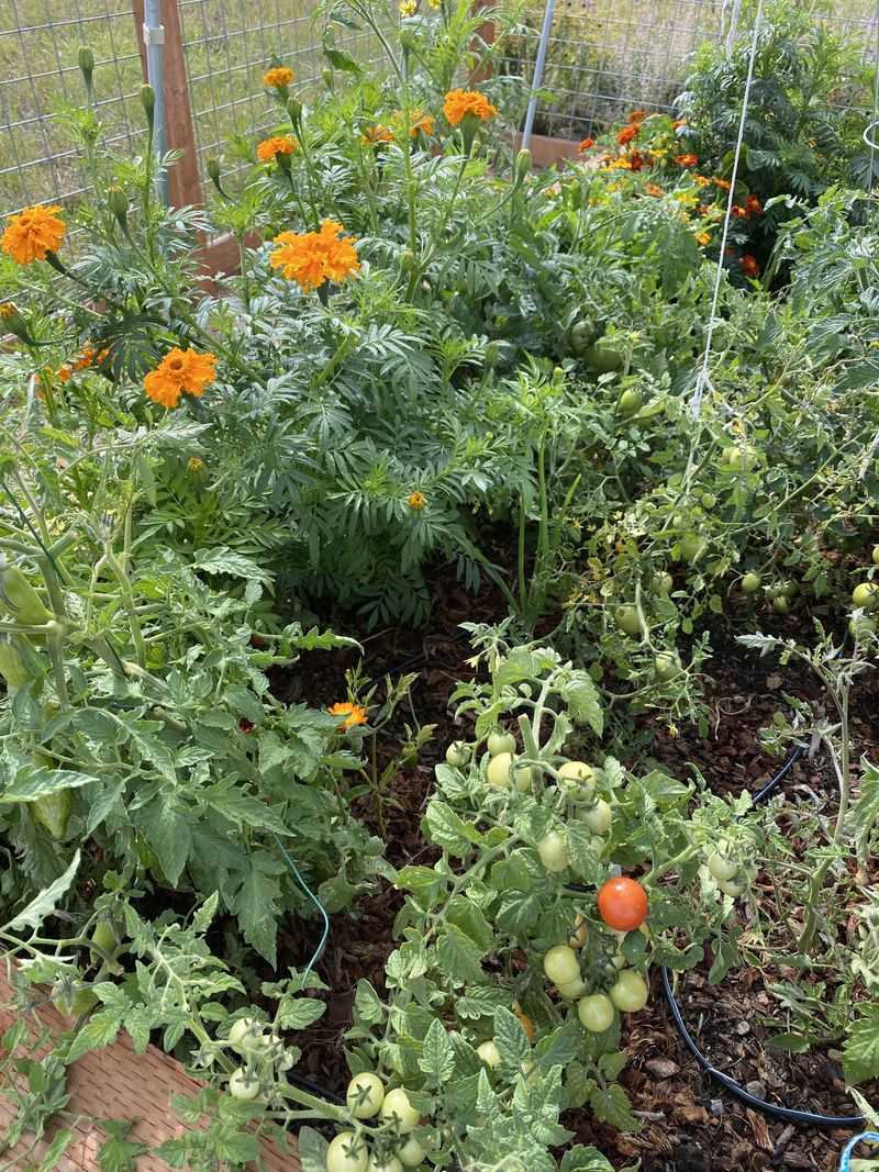 Companion planting boosts health