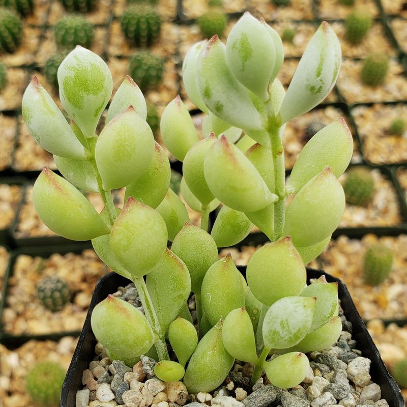 Cotyledon