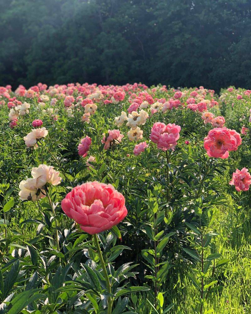 Peonies