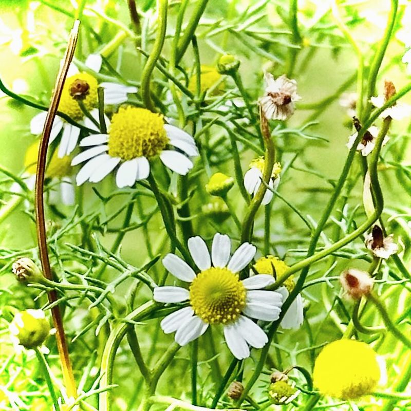 Chamomile