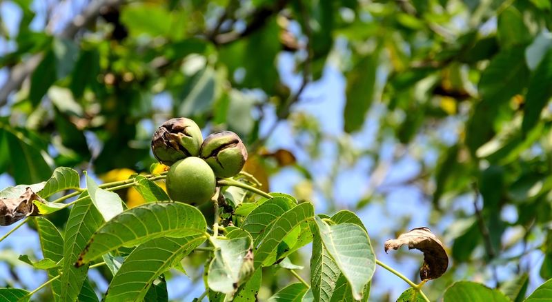 Walnuts