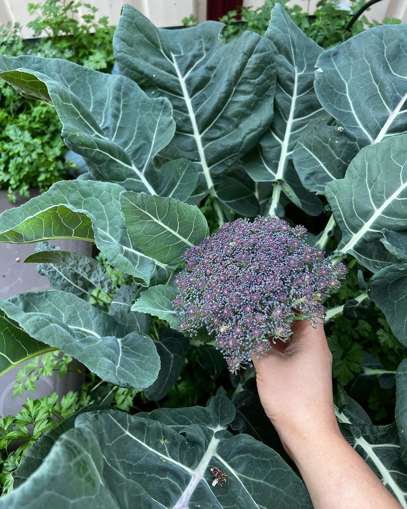 Brassicas Drain Crucial Nutrients