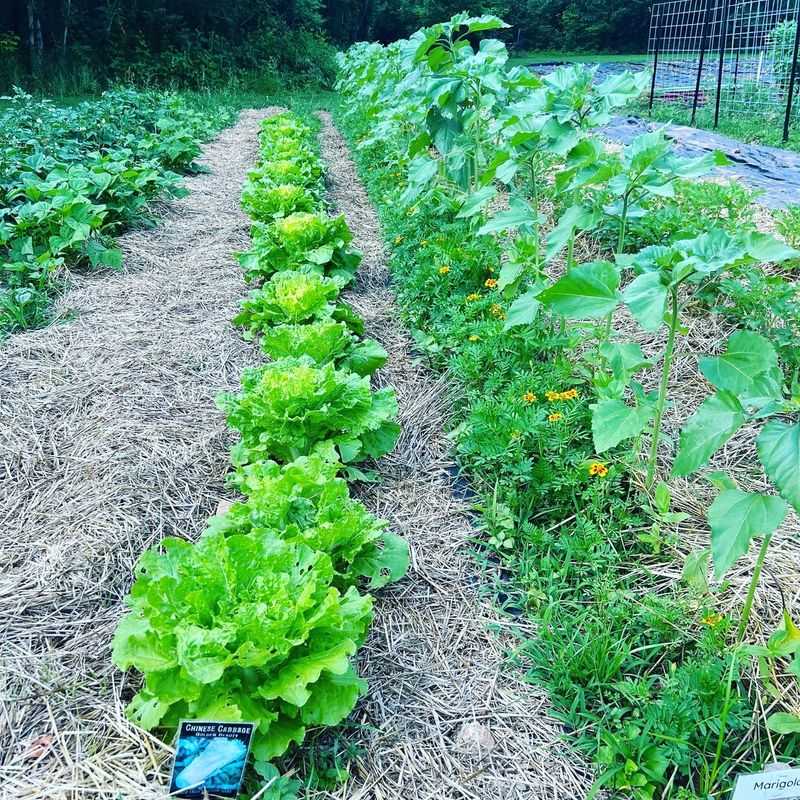Cabbage Family - Competing Cousins