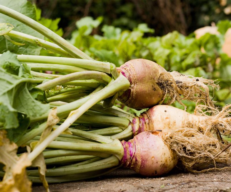Rutabagas: Half A Year For Bitter Roots