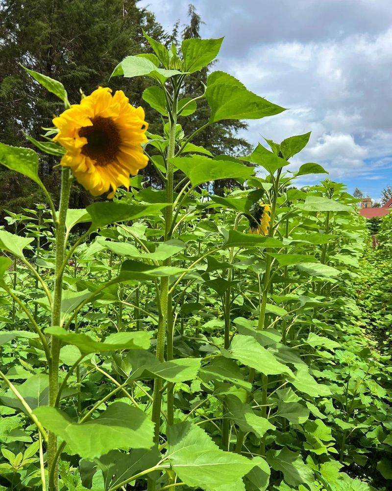 Sunflowers And Beans: A Surprising Conflict