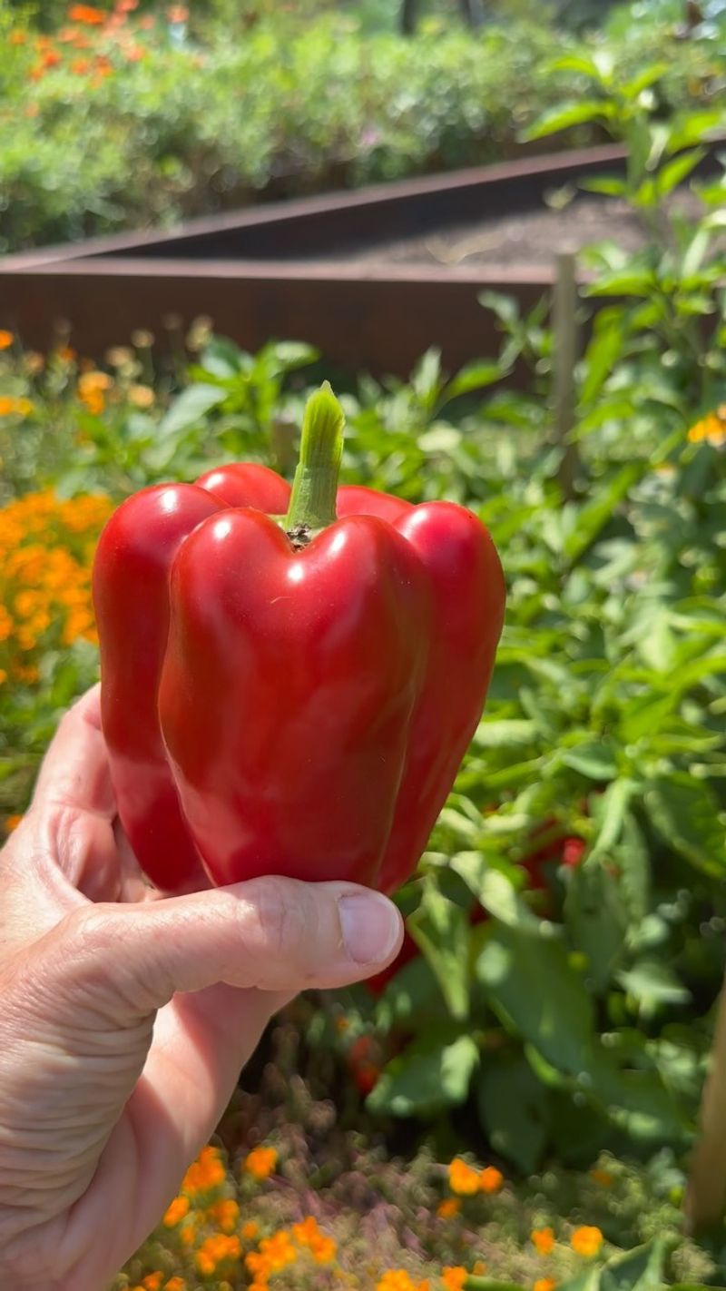 Peppers Compete For Bean Nutrients