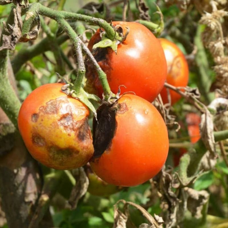 Potatoes and Tomatoes: Too Close for Comfort