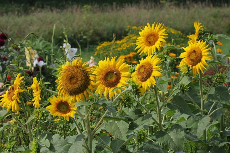 Sunflowers: Shade-Makers And Resource Hogs