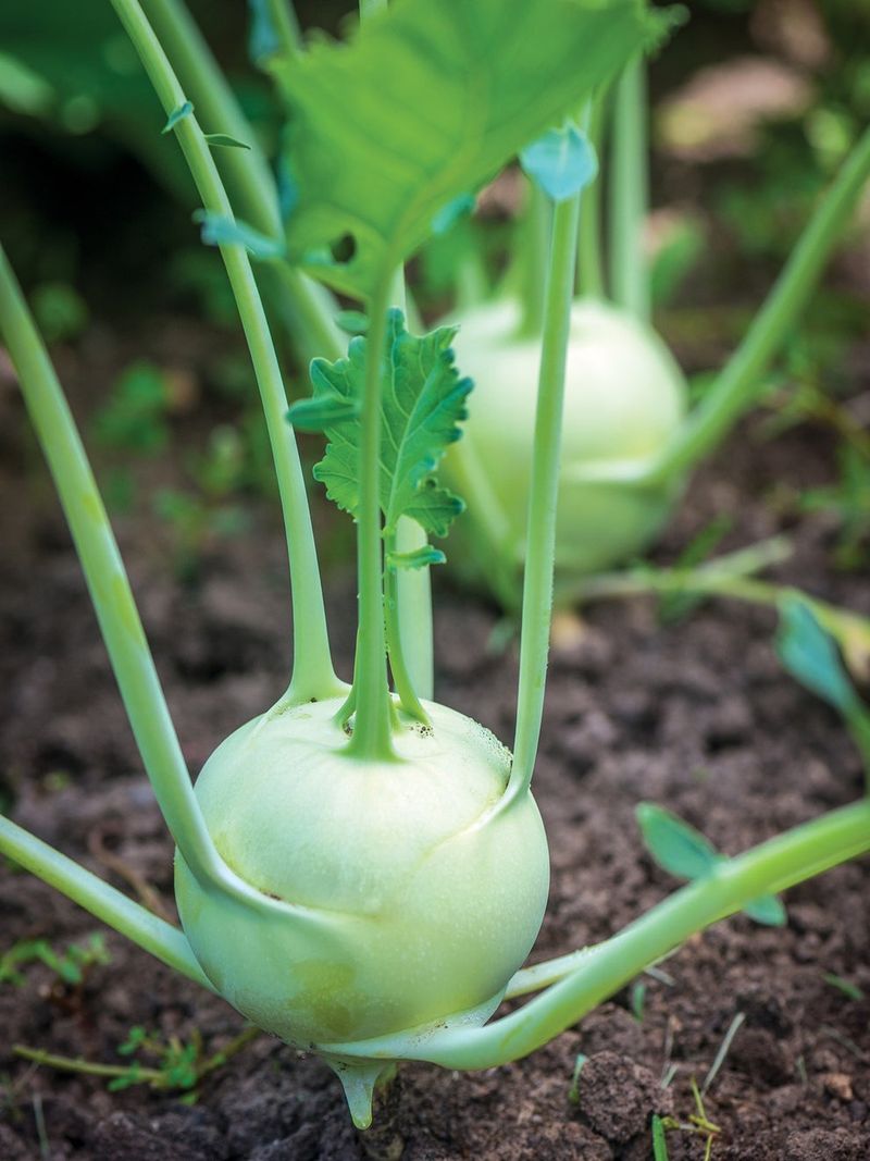 Kohlrabi: The Underground Competitor