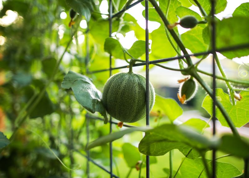 Melons