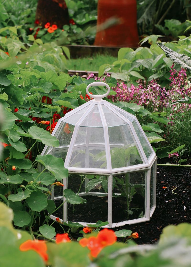 Glass Cloches