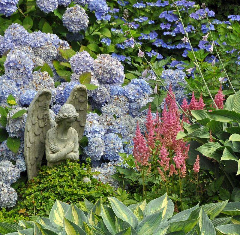 Astilbe Alliances