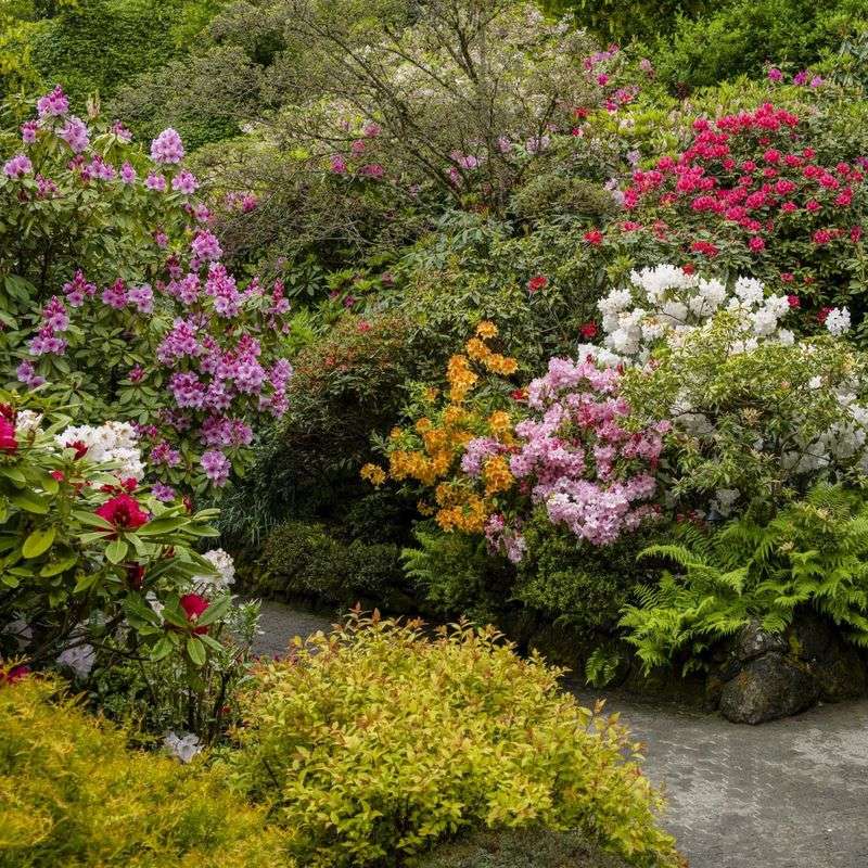 Rhododendrons