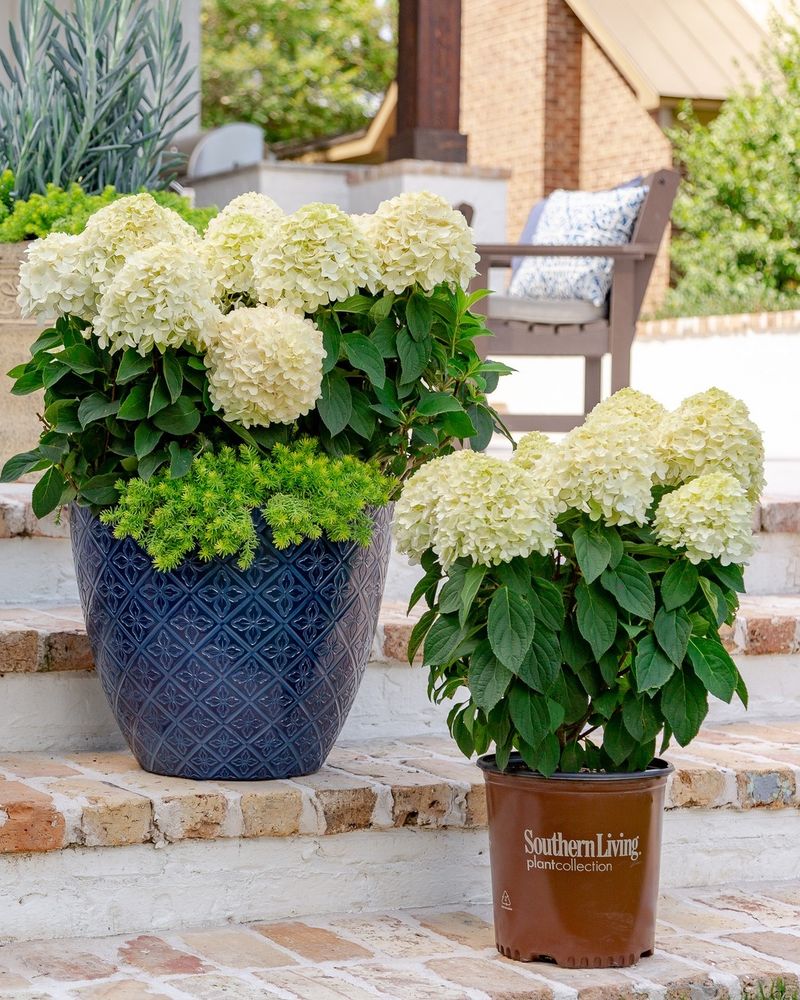 Hydrangea