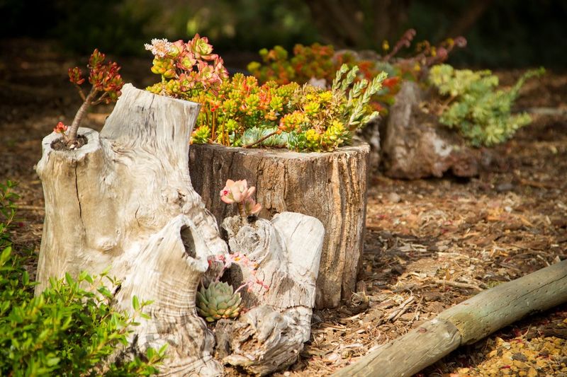 Succulents