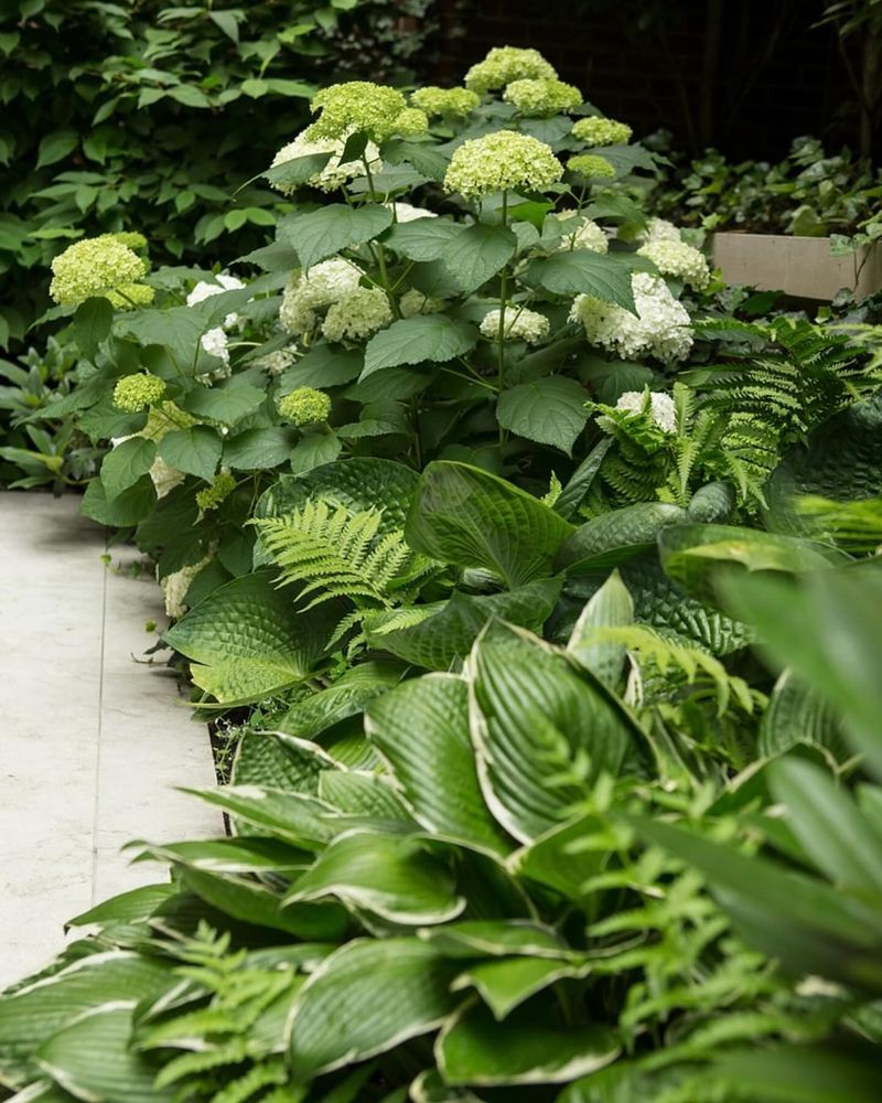 Hosta Leaves Provide Ground-Level Protection