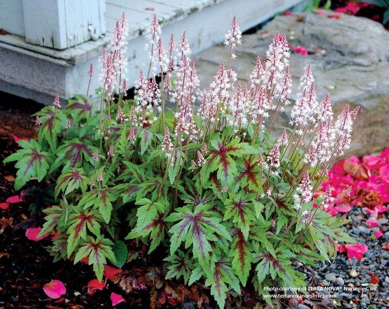 Tiarella (Foamflower)