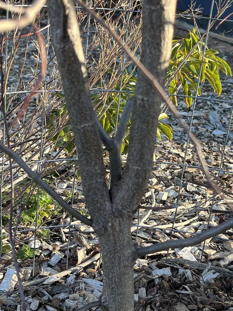Pruning Protocols