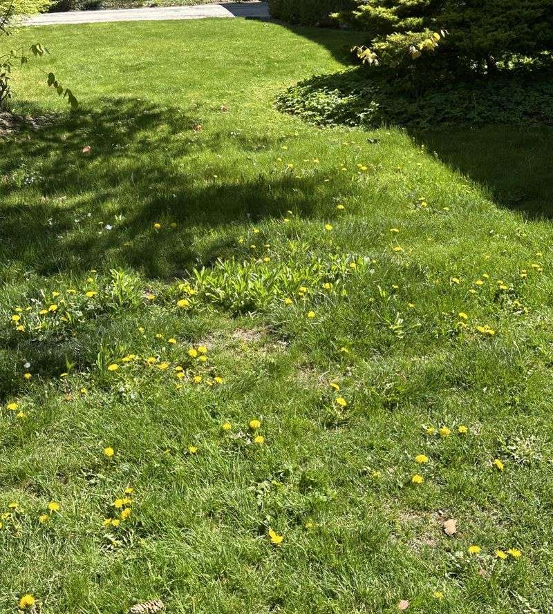 Weed Control Strategies