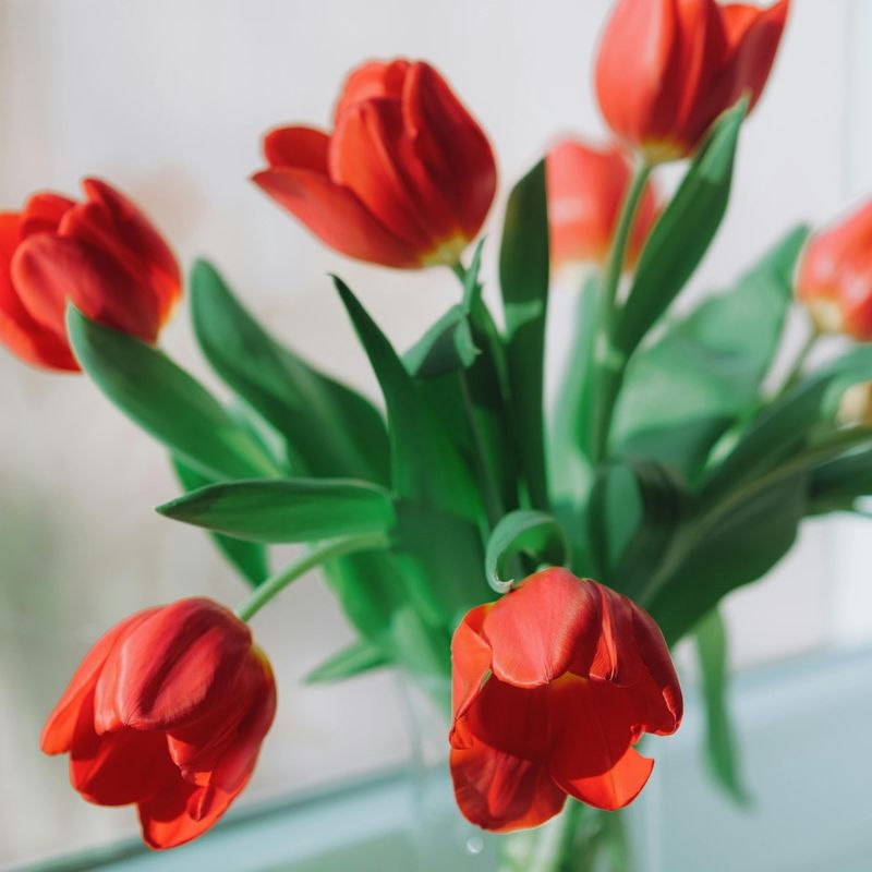 Deadhead Spent Blooms