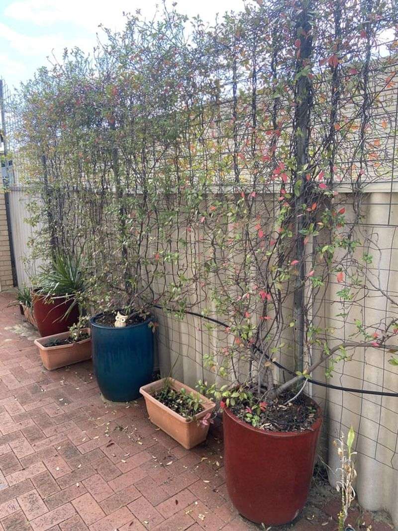 Prune for Shape and Health