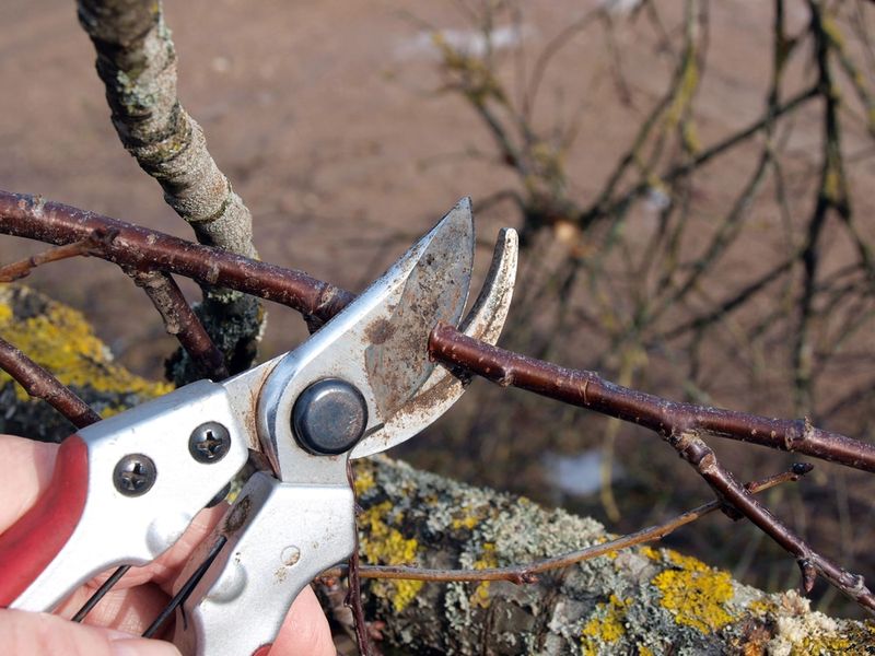 Prune To Shape After Flowering