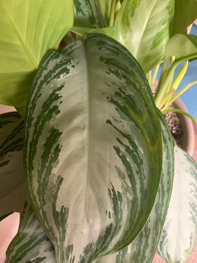 Clean Leaves Regularly