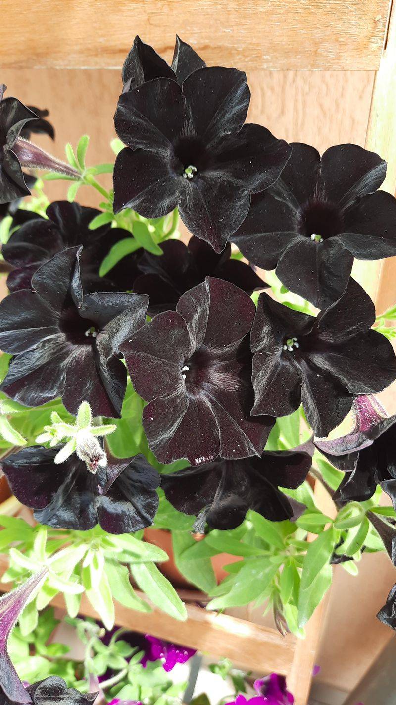 Prune for Better Growth
