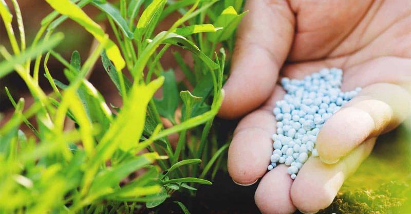 Use a Balanced Fertilizer (e.g., 10-10-10) for First Feed
