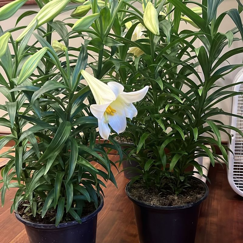 Support Tall Stems Before Blooming
