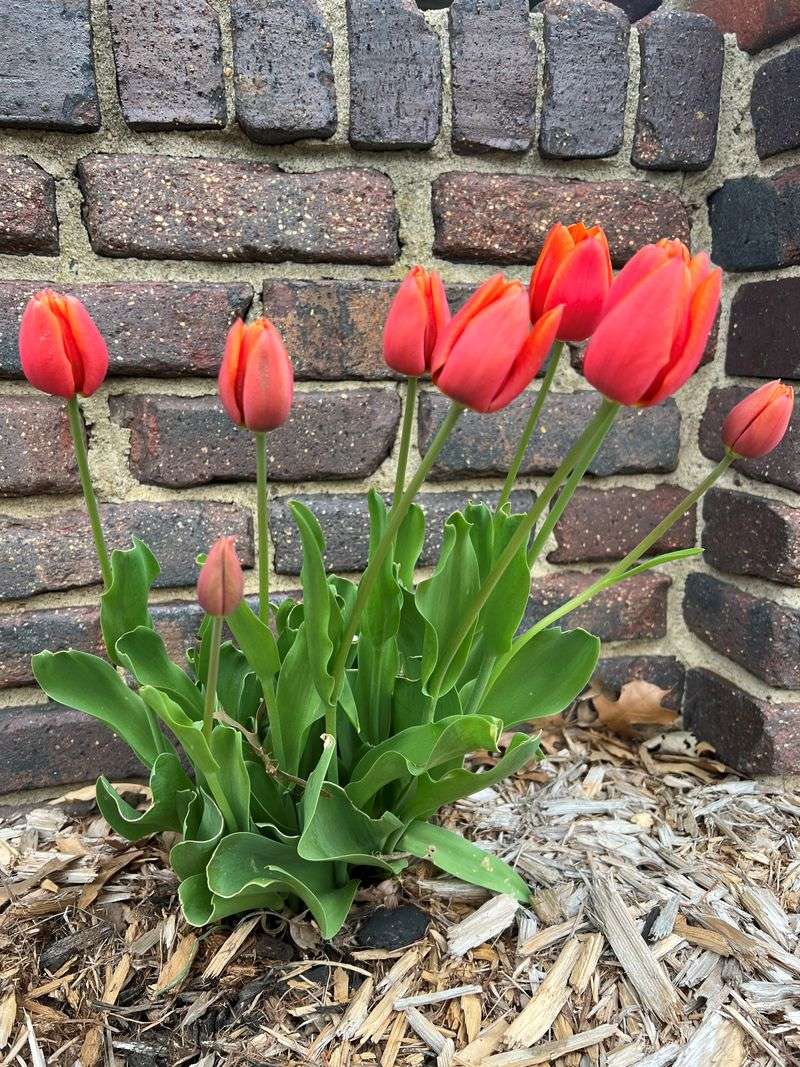 Hybrid Tulips Running Out Of Steam