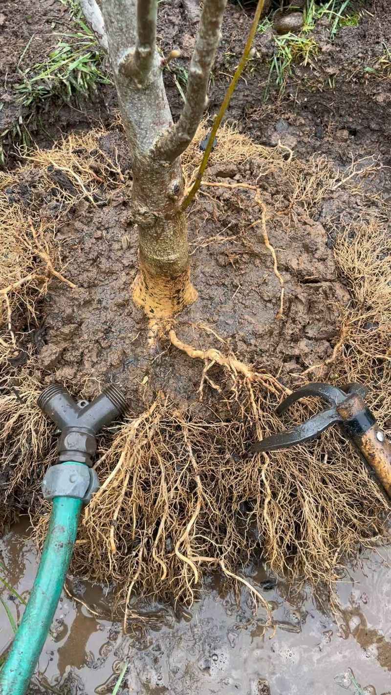 Planting Too Deeply In The Ground