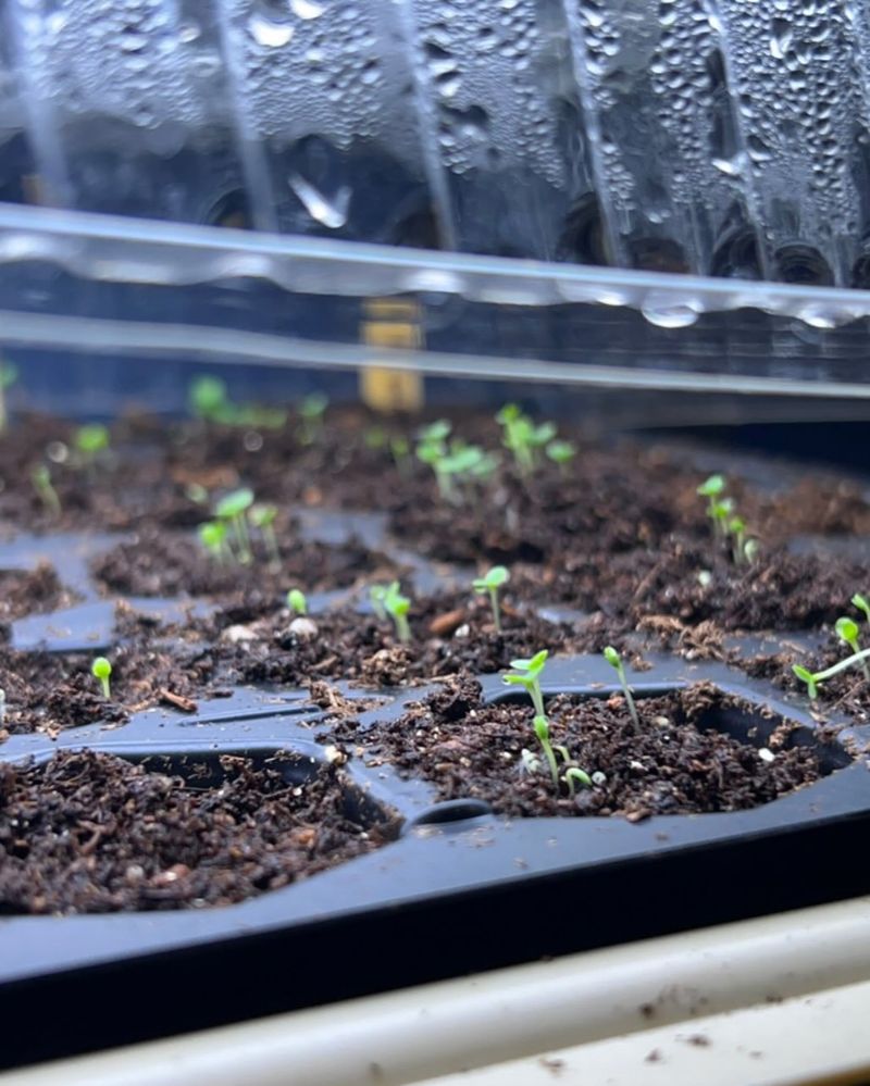 Starting Seeds Indoors