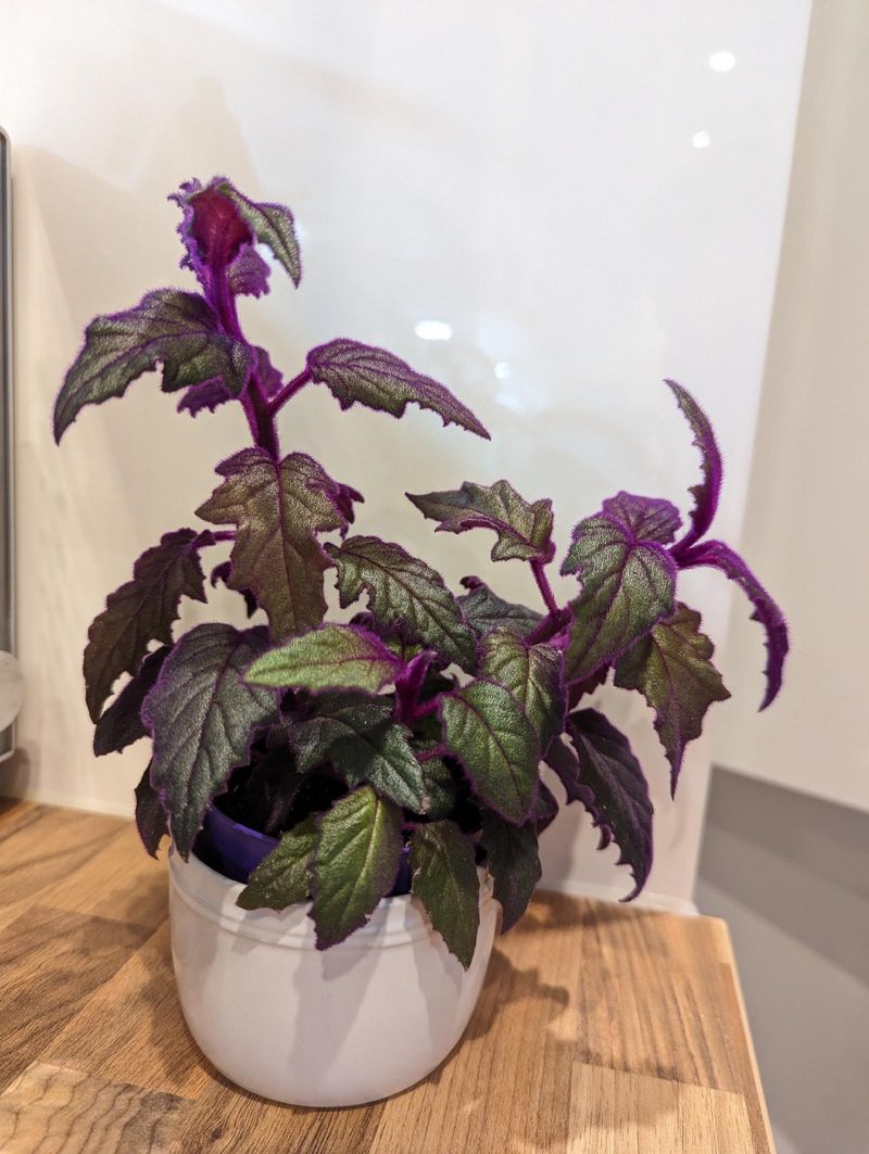 Pruning Encourages Bushier Growth