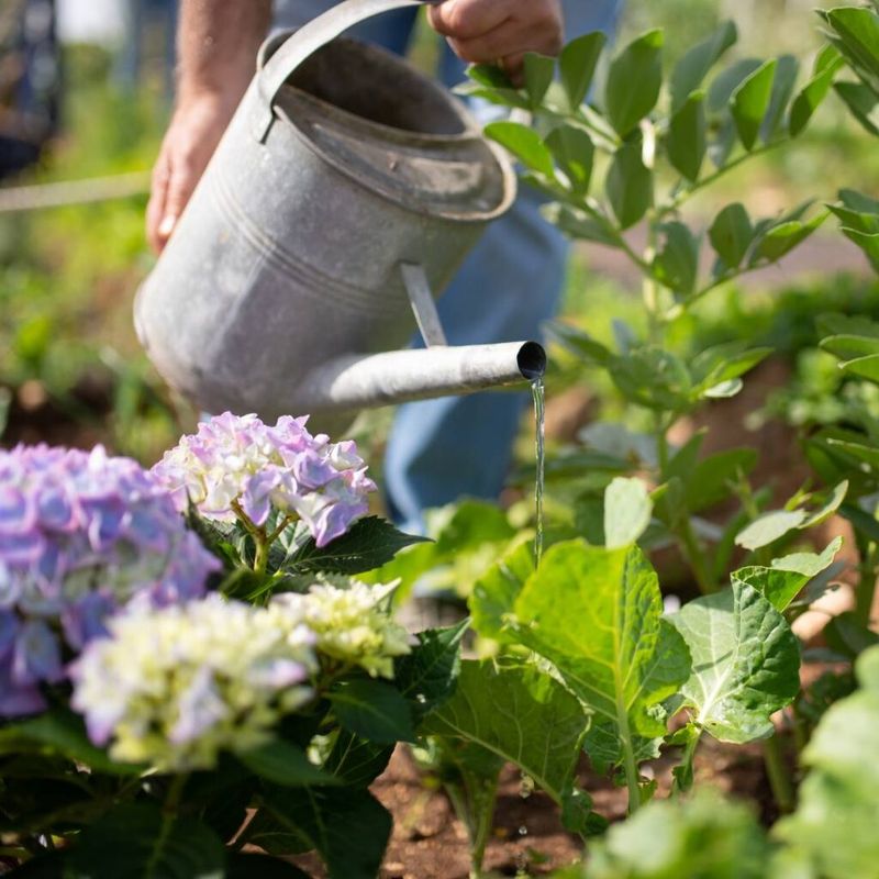 Overwatering established plants