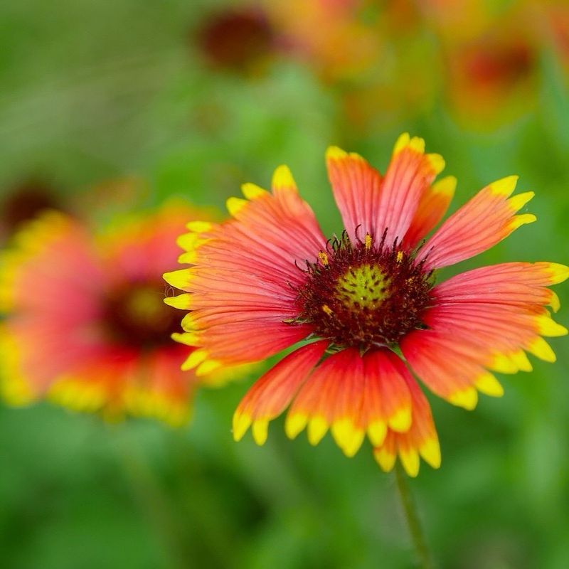 Blanket Flower