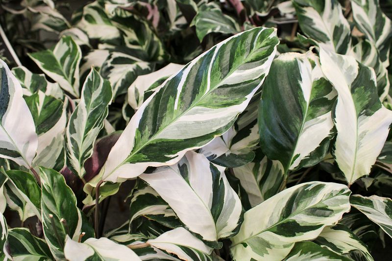 Calathea White Fusion