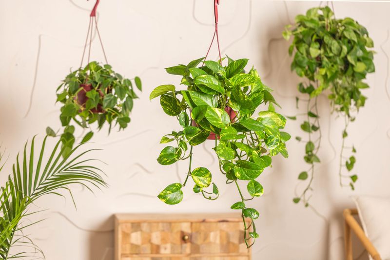 Golden Pothos